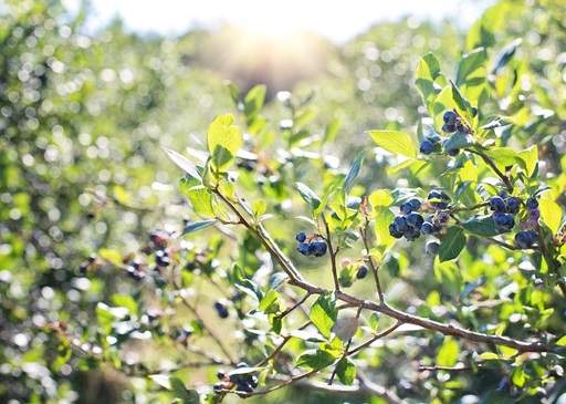 Blueberry Branches